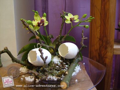 Alice Adventures Orchidee Ranonkeltje Alice Adventures Orchidee Ranonkeltje